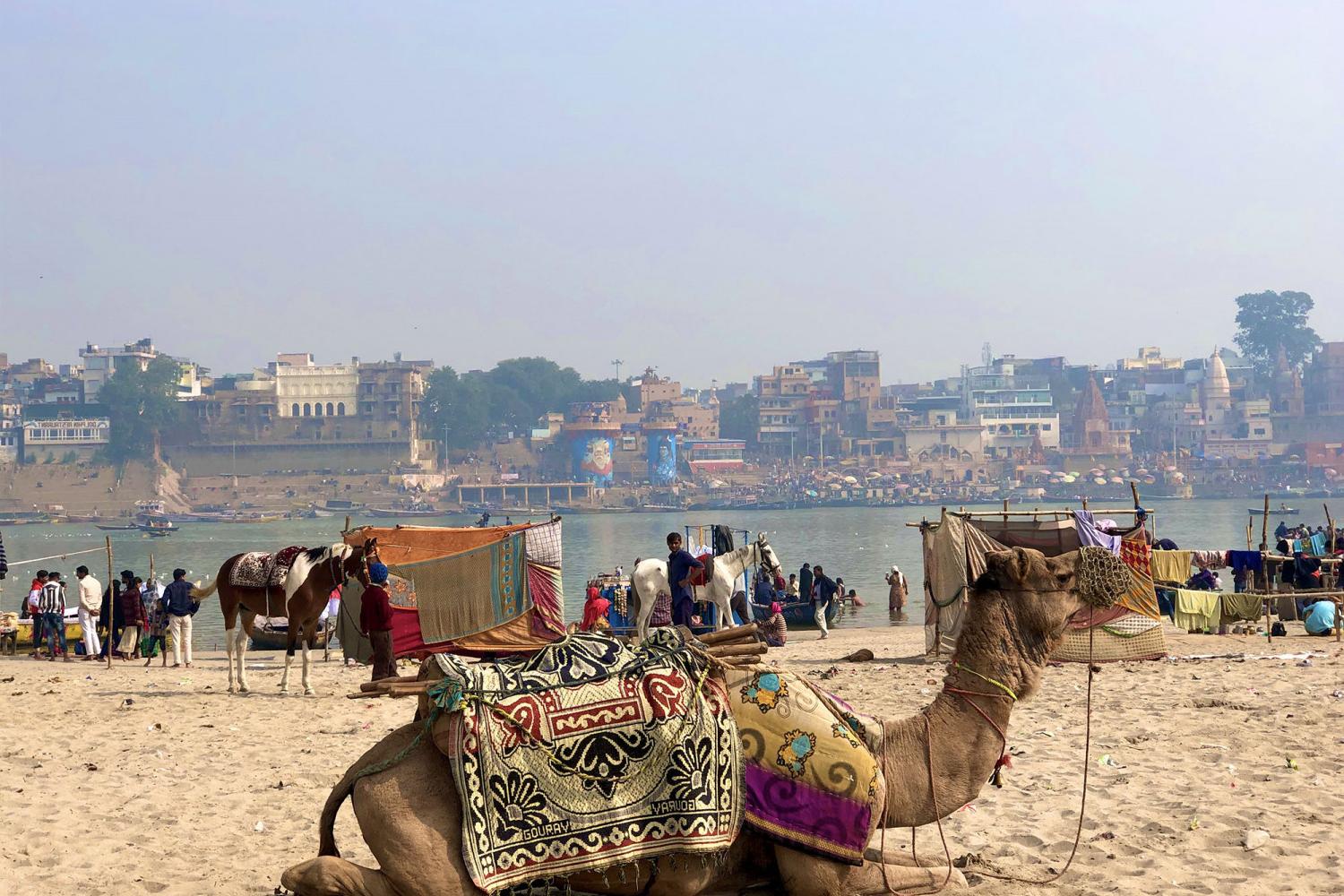A photo of a camel taken on a j项 study tour.