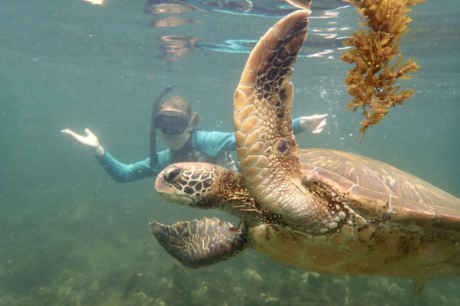 一名<a href='http://www.zhoushan.cn.wjc7.com'>bv伟德ios下载</a>学生在Galápagos群岛游学途中与一只巨龟游泳.